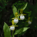 California Lady's Slipper orchid