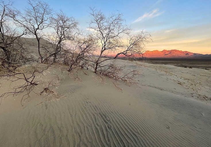 willows growing out of sand dunes
