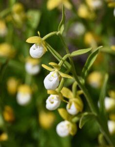 Cypripedium californicum. Credit: B. Crain