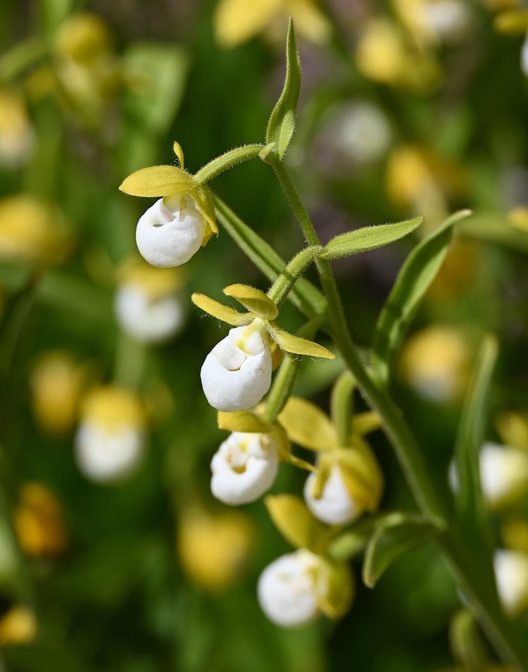 Plant of Cypripedium californicum 