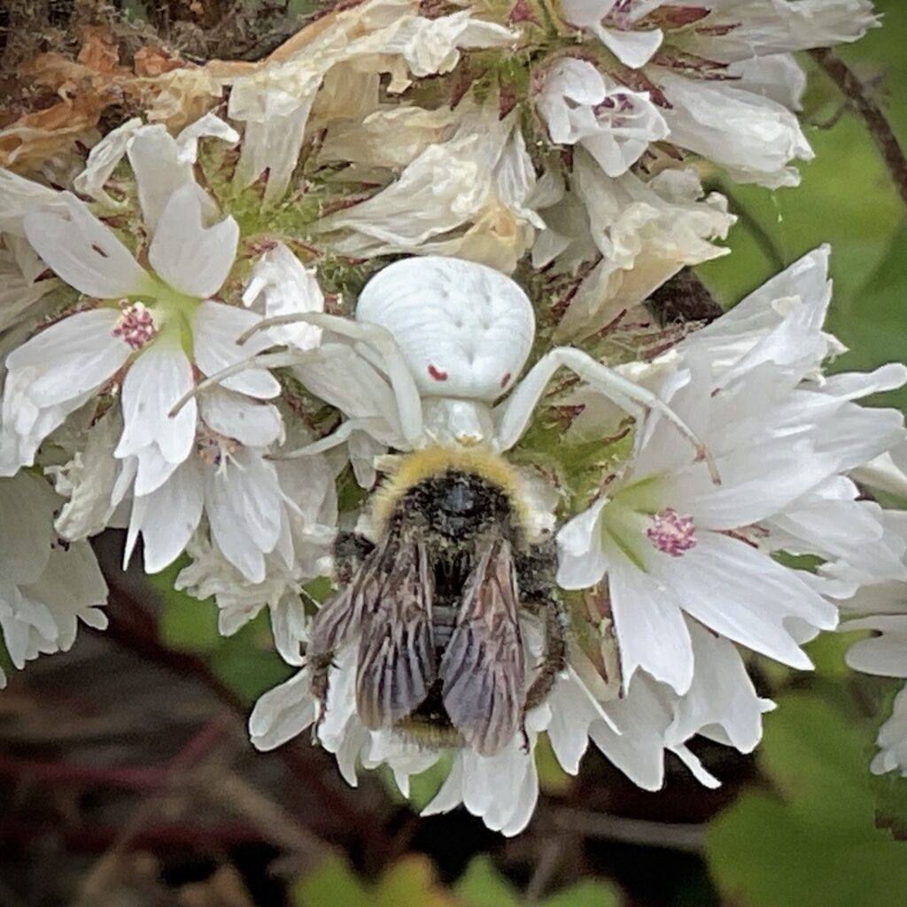 Bumble bee caught by crab spider on flowers
