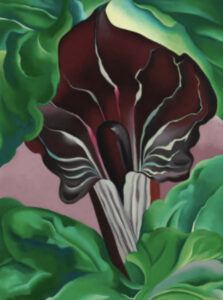 Jack-in-the-Pulpit by Georgia O’Keeffe, 1930