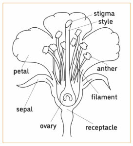 Try dissecting & drawing a Wildflower, click this Art for tutorial!