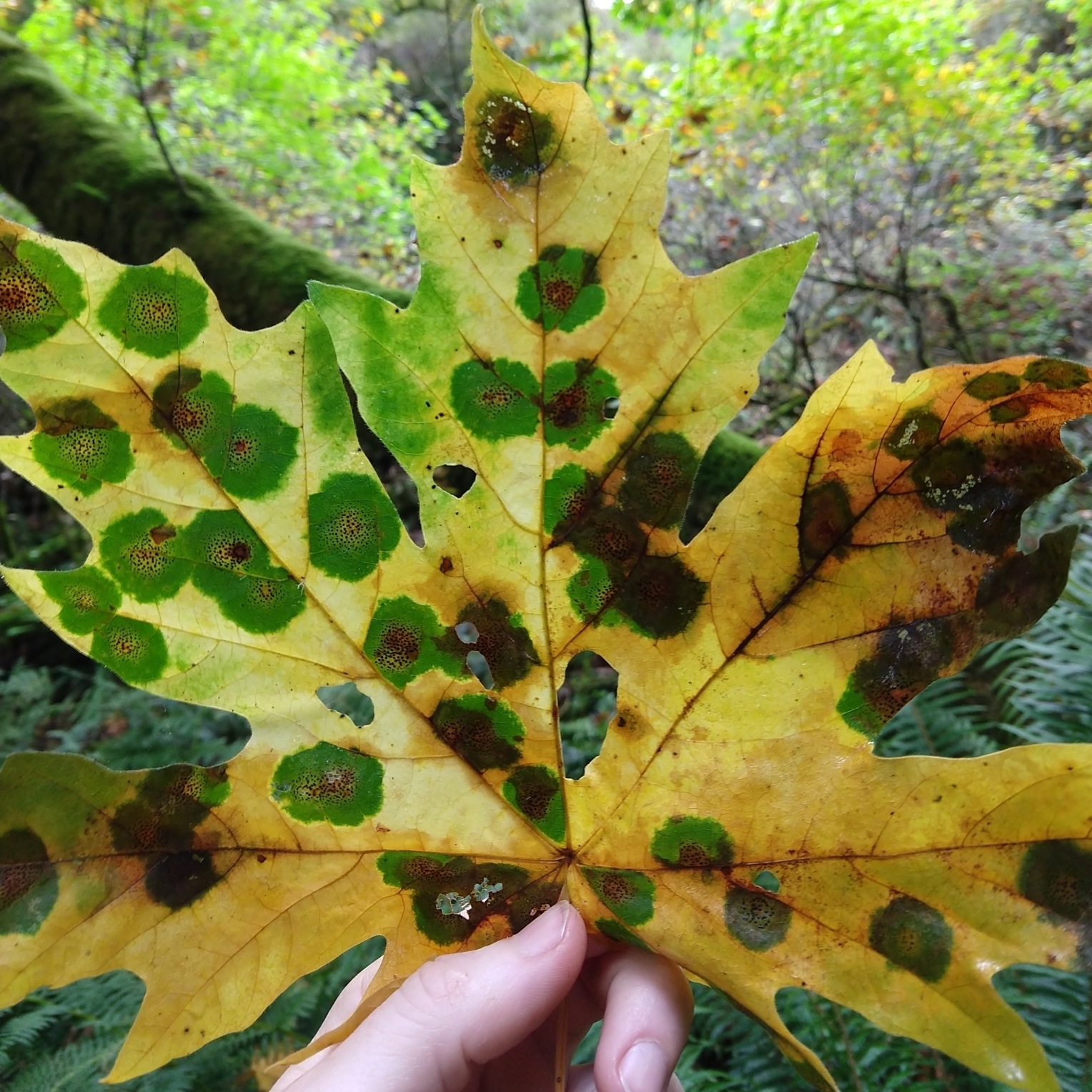 Maple leaf spotted with fungal disease.